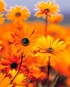 orange-daisies