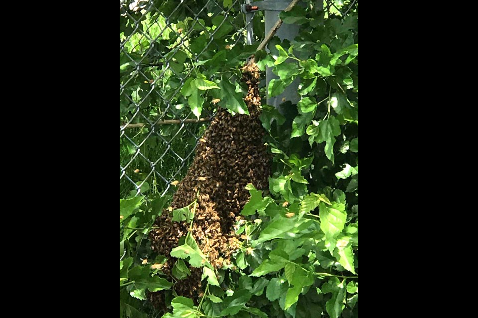 A swarm of bees stopped by the school on their way to finding a new permanent home. Submitted Photo