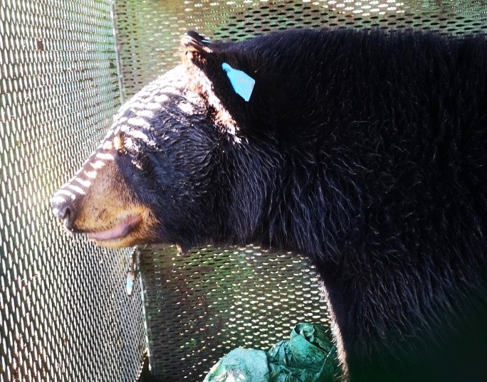 Dwight the bear before being released in the Matachewan area. Mike and Ella McIntosh at Bear with Us photo