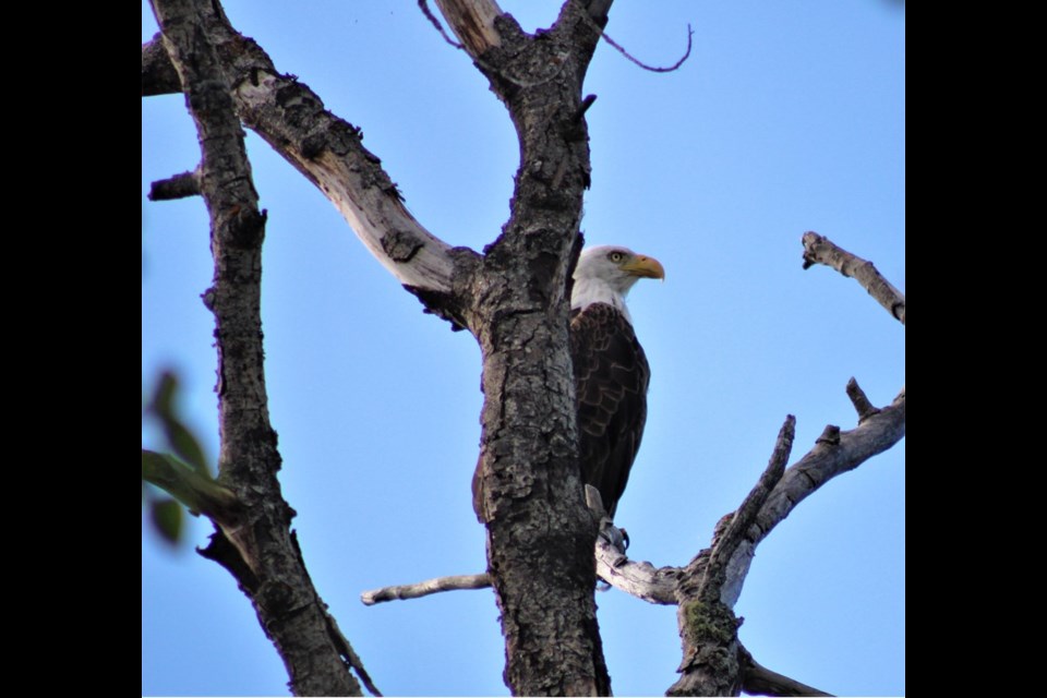 A bald eagle keeps an eye out perched on a tree.