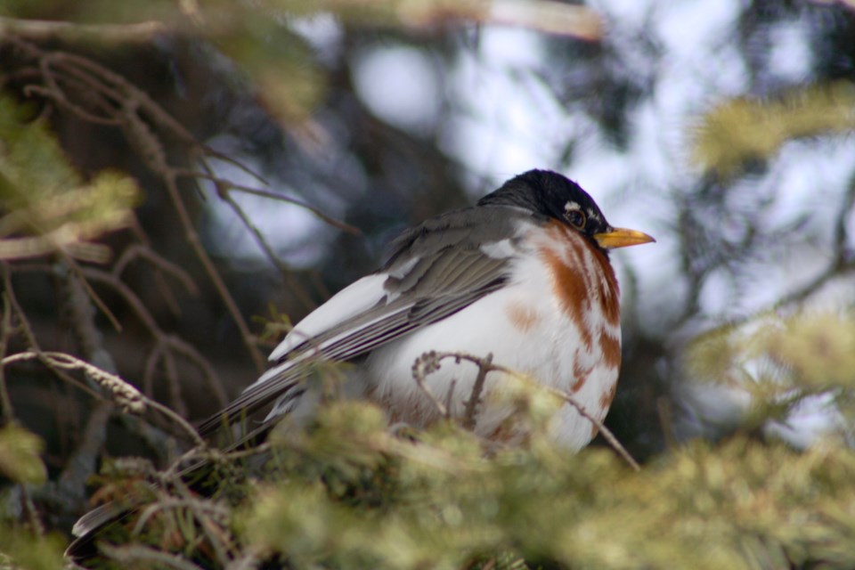 A robin with leucism has been spotted in Timmins.