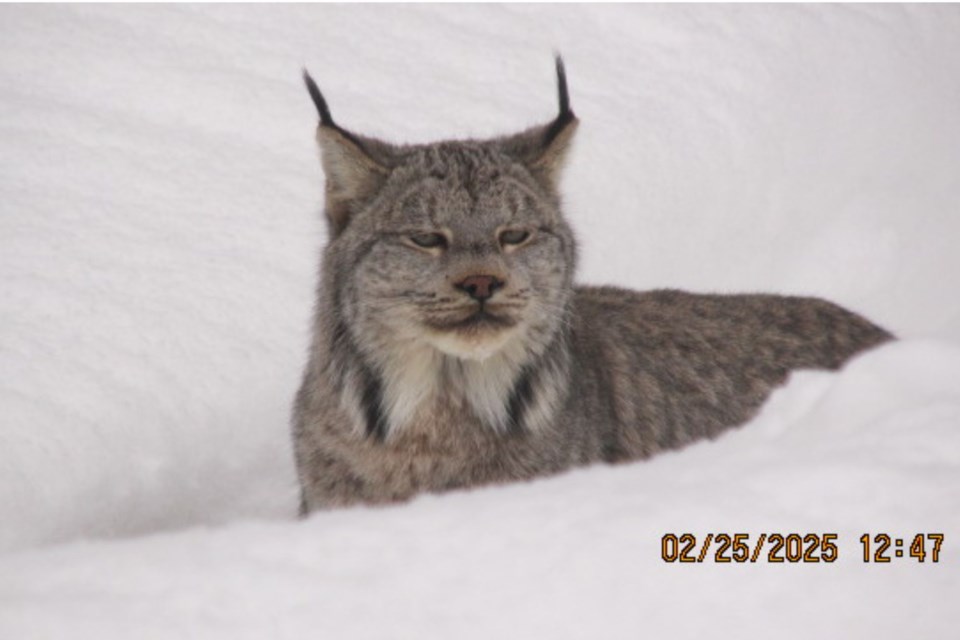 A lynx takes a break in a South Porcupine backyard.