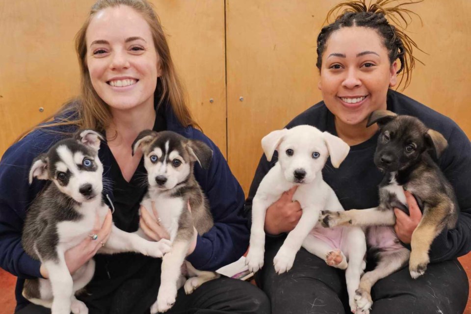 Four surrendered puppies from Moose Factory have been taken in by Precious Paws Rescue and are now at the Alliston and District Humane Society for adoption.