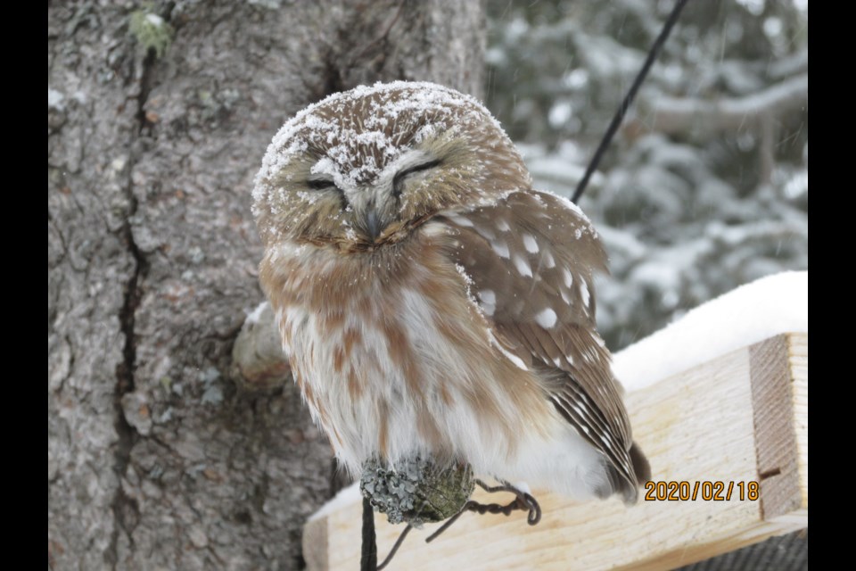 TimminsToday reader Peter Davis shared this photo he took of a Northern Saw-whet Owl he saw in his South Porcupine backyard on Tuesday.