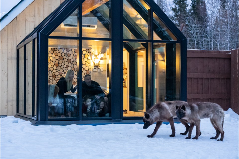 Sleeping with the wolves is one of the main attractions at Cedar Meadows Resort and Spa.