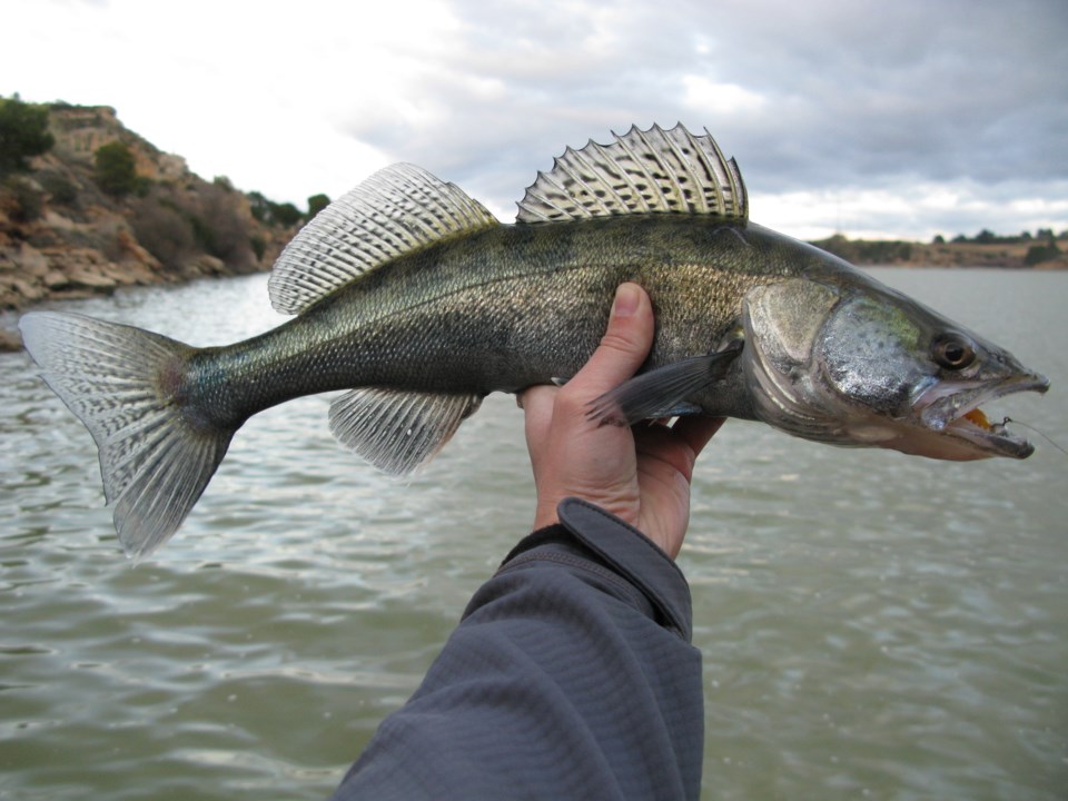 WalleyeFishingShutterstock