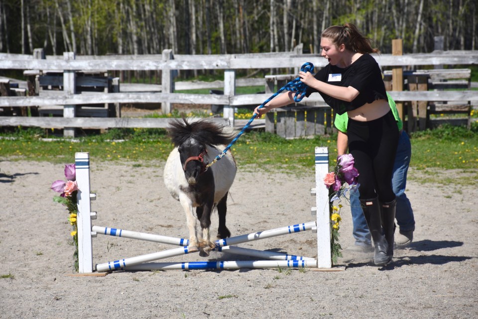 Students lead their miniature horses through the course at Rainbow Stables as part of the Timmins Therapeutic Riding Association's Lead and Learn program. Maija Hoggett/TimminsToday