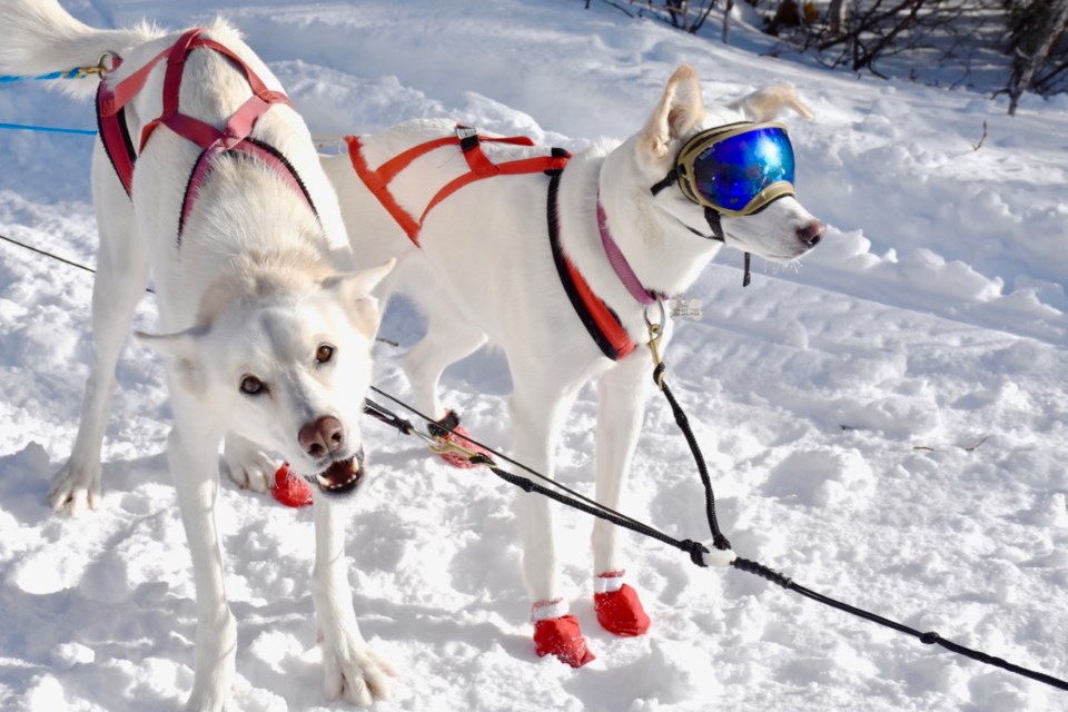 2018-02-01 DogSledding7 MH