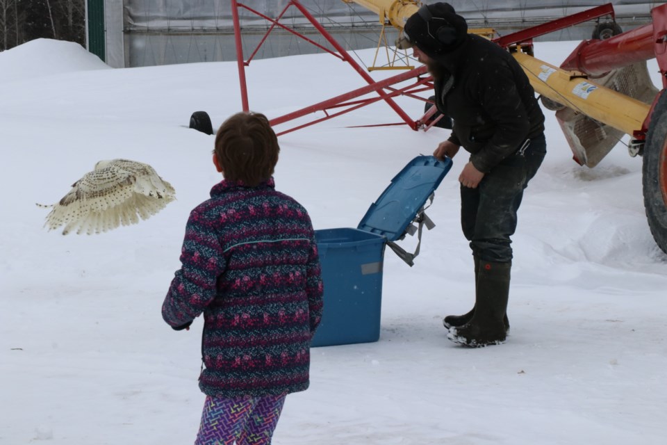 As Eddy Haasen lifted the lid to the crate, the snowy owl took off.