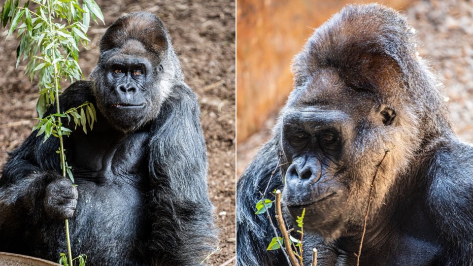 charles-gorilla-toronto-zoo