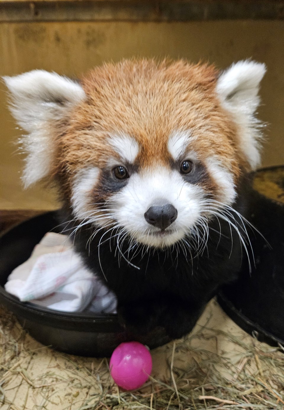 20241019-torontozooredpandaopoppy-tozoo