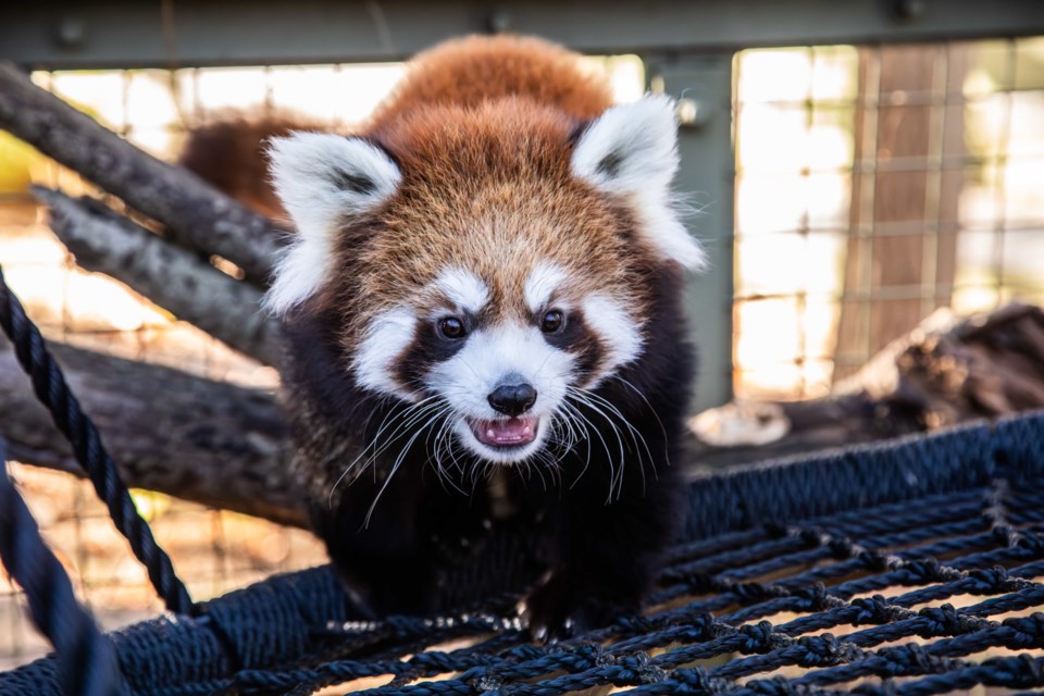 20241019-torontozooredpandaopoppy-tozoo