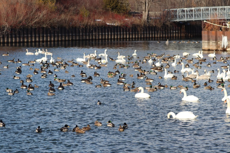 Wide variety of ducks and birds at the Outer Harbour Lookout made an incredible viewing opportunity for members of Toronto's Feminist Bird Club on Jan. 26, 2025. 