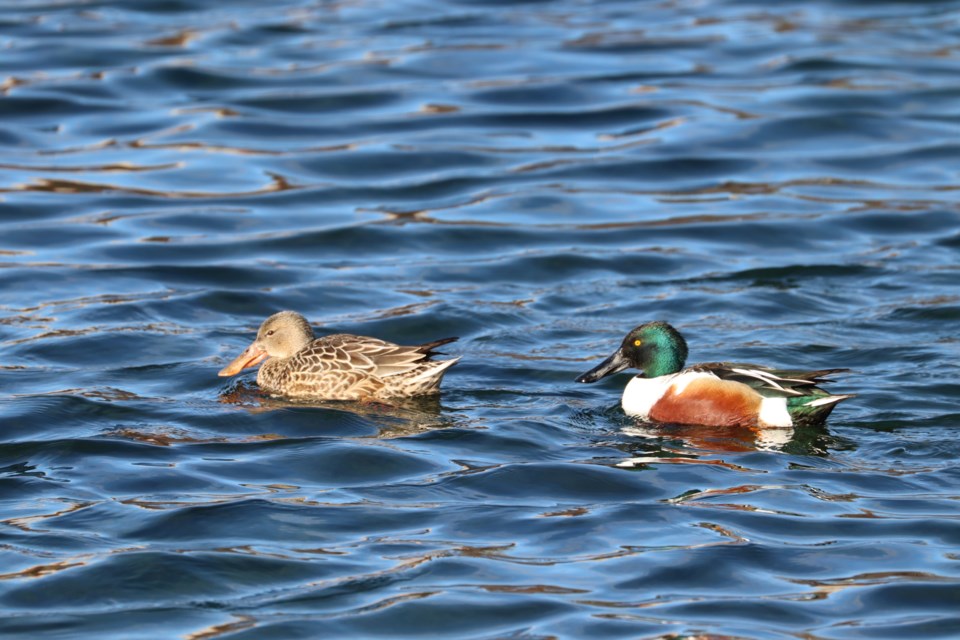 01-26-2025-duckoffbirdwatchingtorontofeministbirdclub-af-02