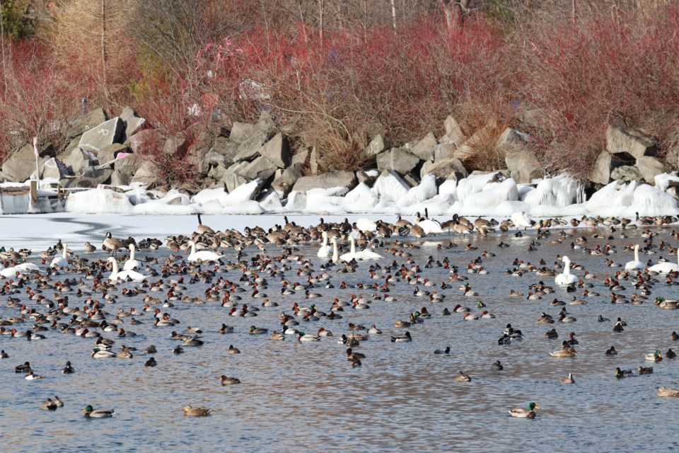 01-26-2025-duckoffbirdwatchingtorontofeministbirdclub-af-07