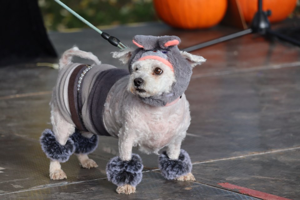 10-26-2024-pupsstealtheshowatadorablehowloweencostumecontest-af-15