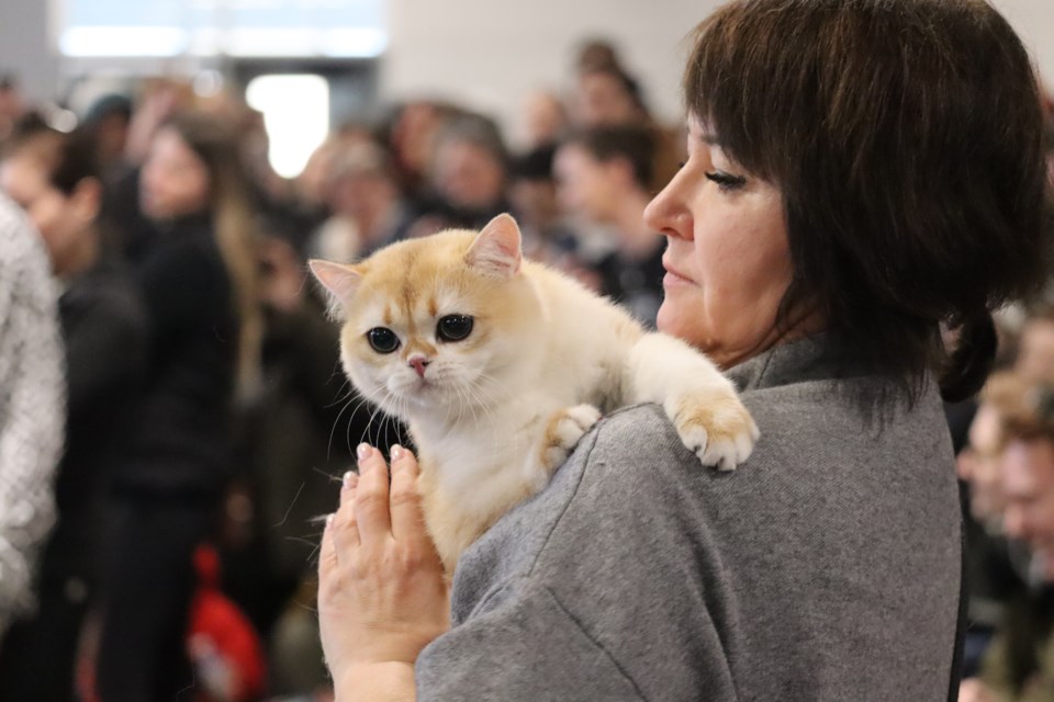 03-01-2025-torontocatshowlovingcatsworldwide-af-13