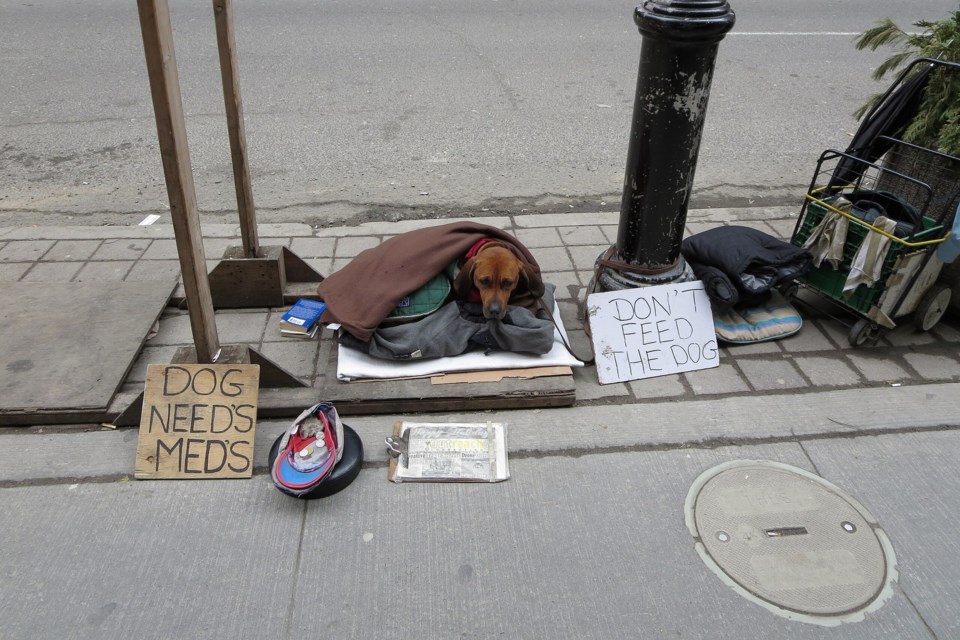 A dog on the west side of Bay Street between Temperance and Richmond as seen in file photo