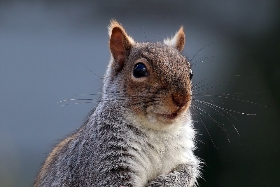 1024px-grey_squirrel_sciurus_carolinensis_02