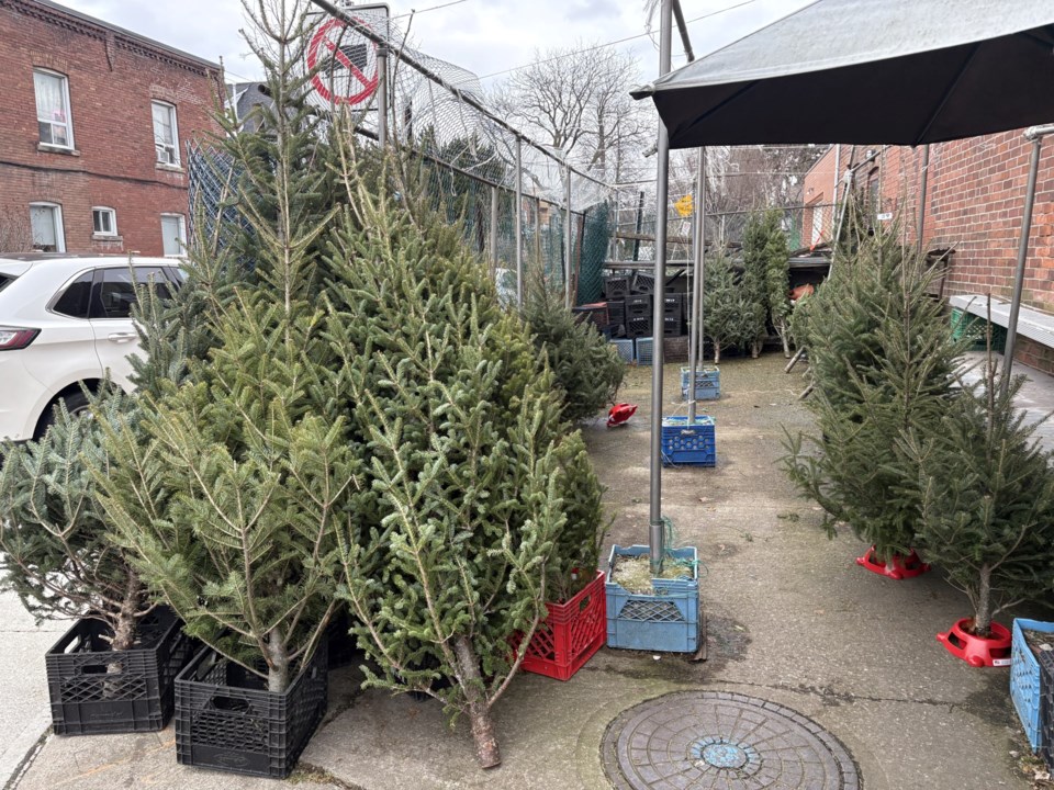 2024-12-17christmastrees2