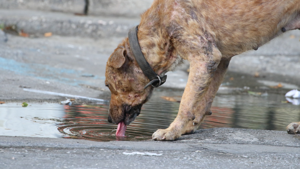 20241219torontohumansocietydog