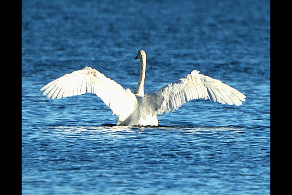 In Lac La Nonne on Sunday, Nov. 3 Laura Lockwood-Cox captured this photo of an adult swan stretching their wings.