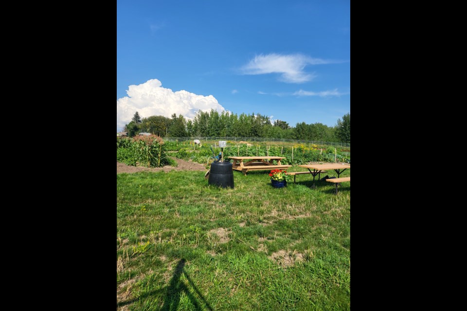 There are picnic tables set up at the community gardens for people to take a rest, enjoy their lunch and share the ambiance of the garden.