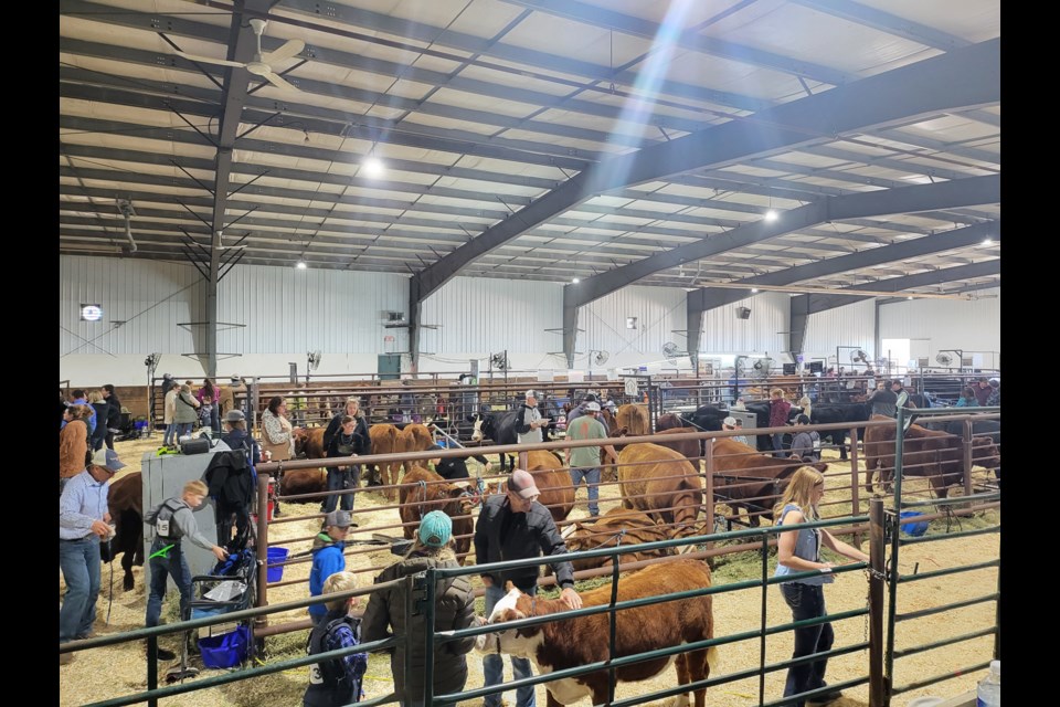 Exhibitors and their cattle in assigned pens at the Sept. 28 Barrhead Beef Bash waiting for their turn in the ring.   