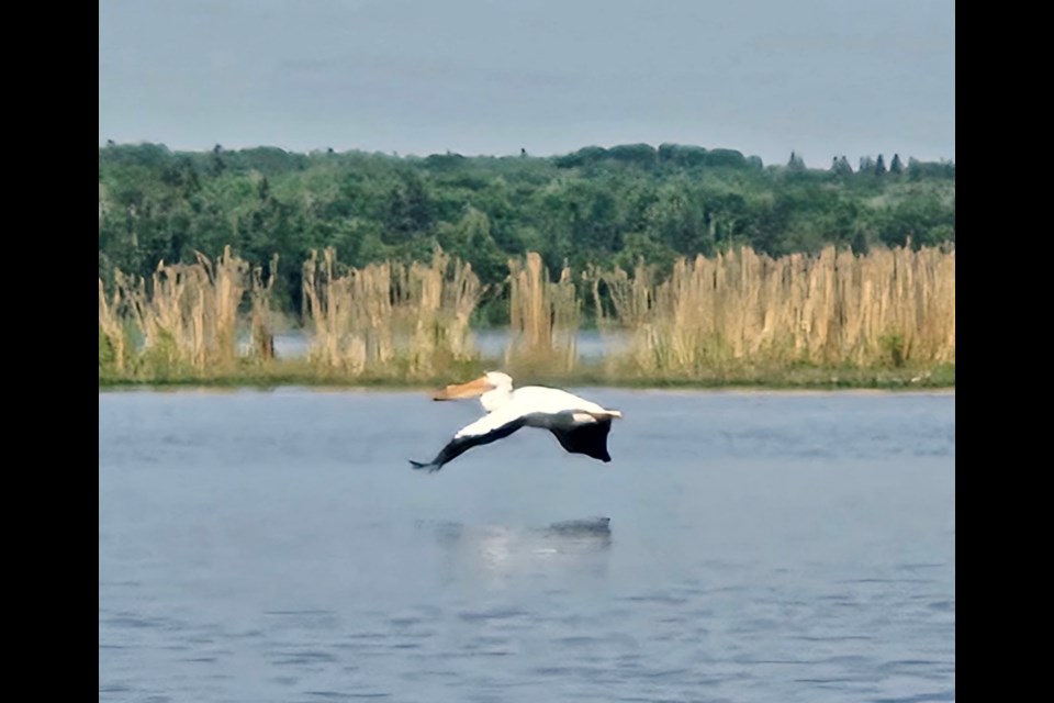 American White Pelican in Flight at Lac La Nonne Lake near Barrhead Alberta. Photo by Sherry M. Sylvester.