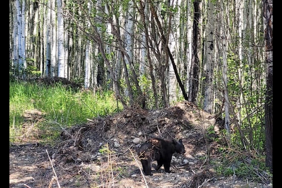 A black bear cub captured in Westlock Oct. 31, 2023 was rehabilitated at the Alberta Institute for Wildlife Conservation (AIWC) in southern Alberta over the past several months, and released back into the wild on June 20. Submitted photo  


