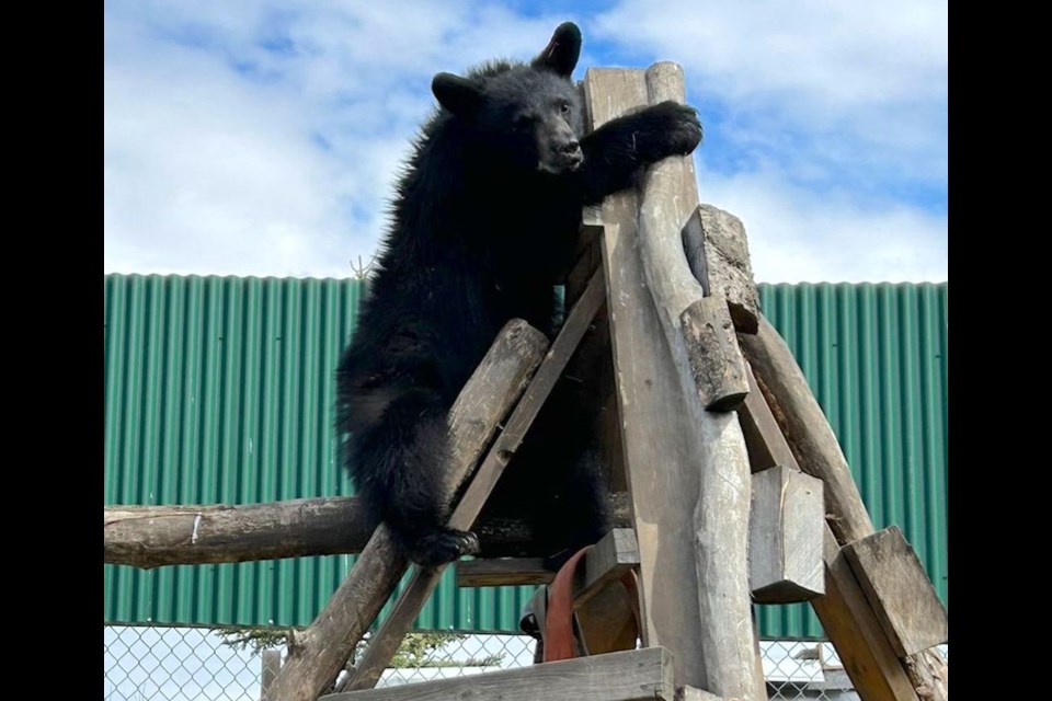 A bear cub found wandering around Westlock last Halloween has been released back into the wild on June 20.