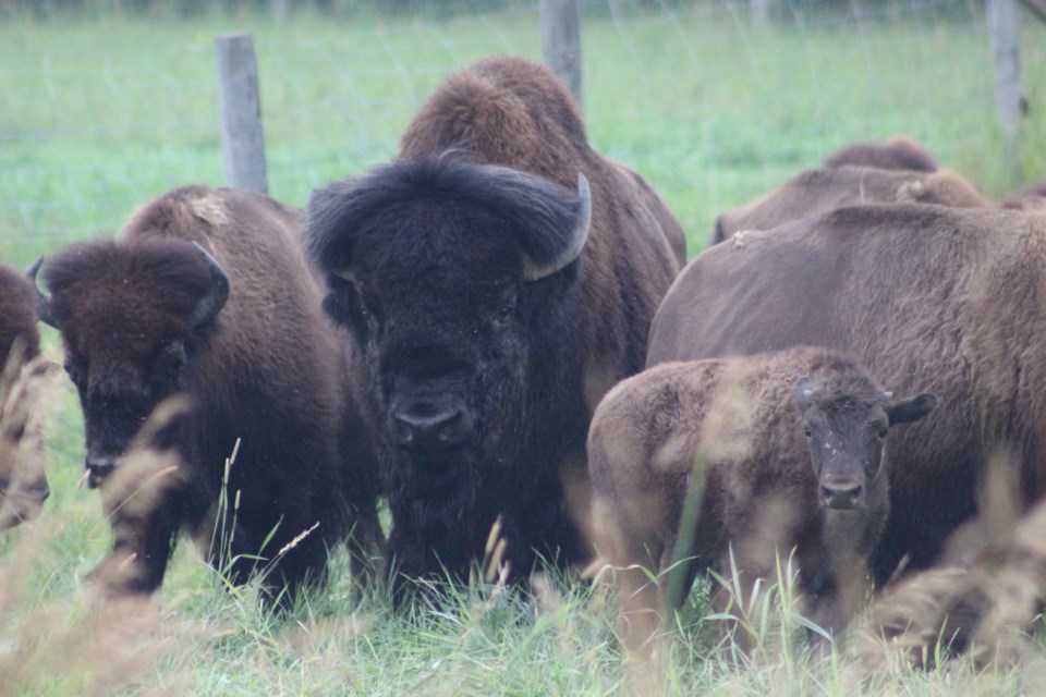 The bull bison is 2700 lbs and is visibility larger in his stature than the other bison.  The majestic animal had a darker face than the other bison and Jacquie Hamoen, co-owner of Birch Creek Farms, explained that a bull bison can be up to four feet wide across his face.