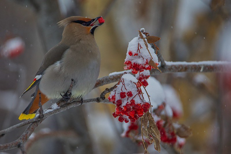 bohemian-waxwing-tony-leprieur