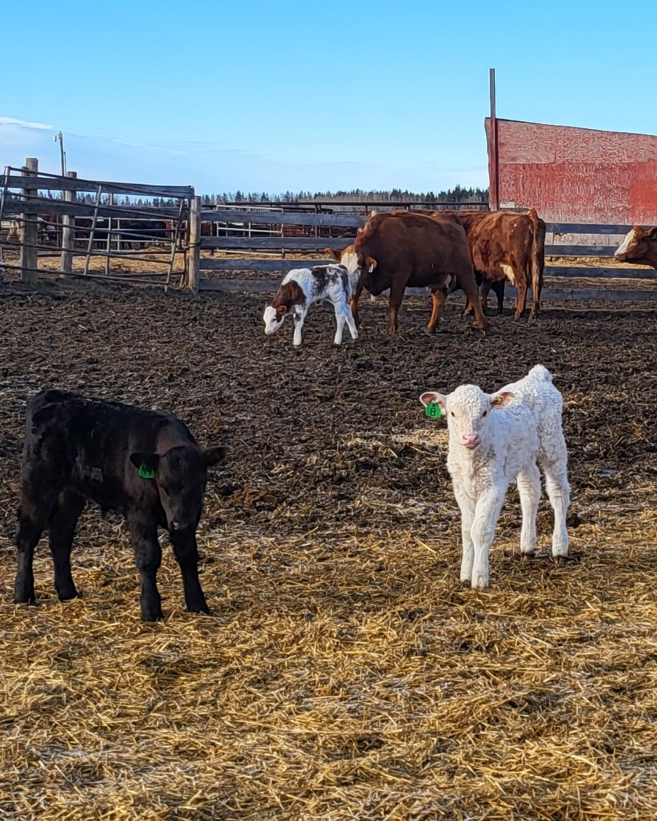 chapotelle-albino-calf