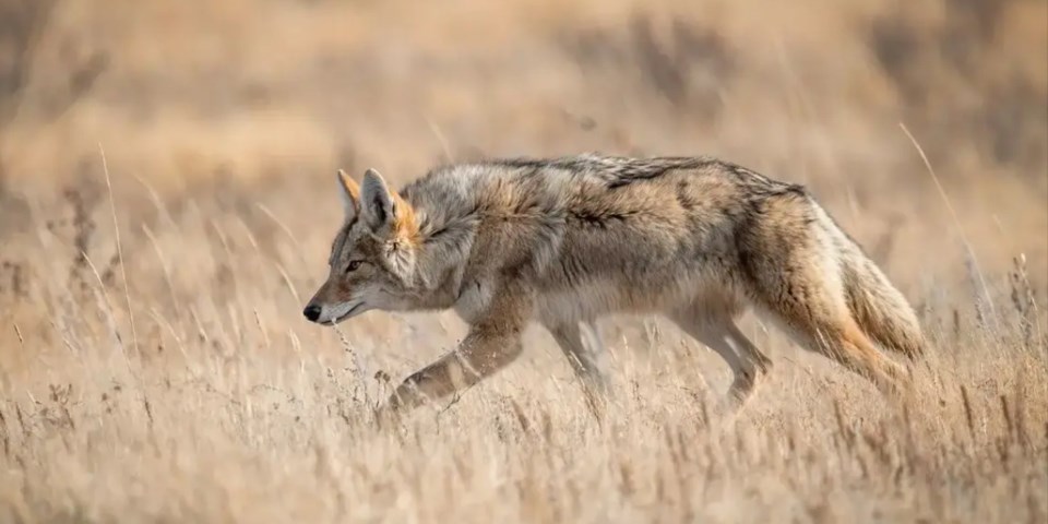 coyote