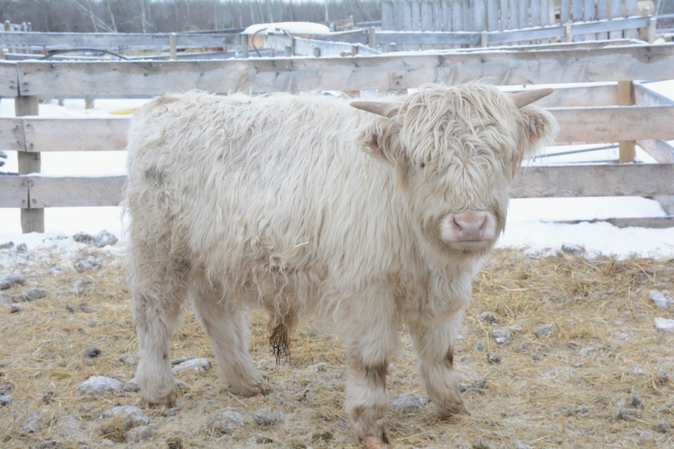 One of Fuzzy Wuzzy Cattle Company’s 2024 bull calves. 