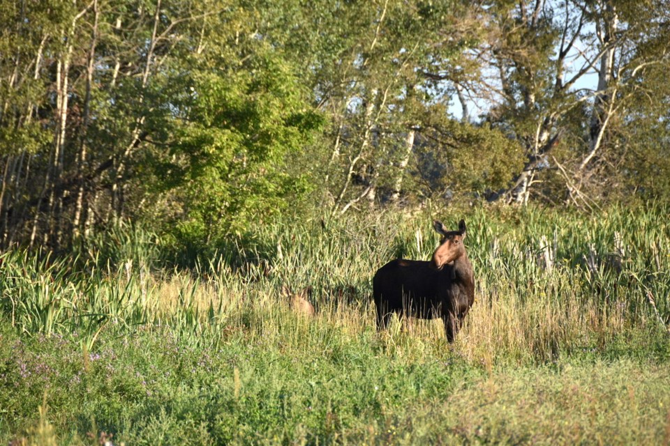 Mama moose with baby Jes Midgett