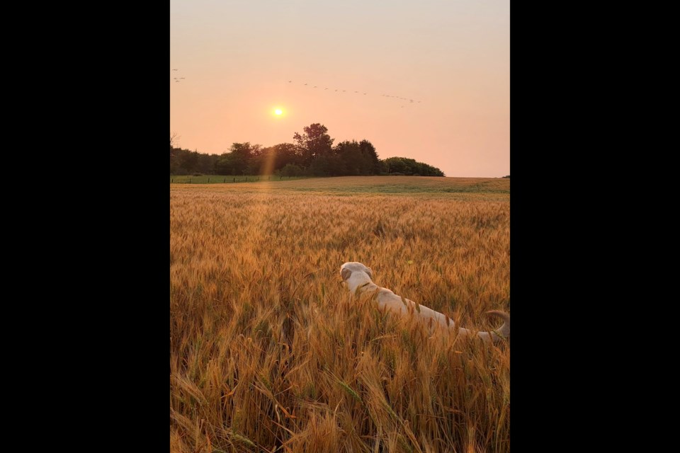 Morning walk with pups Josh Morse