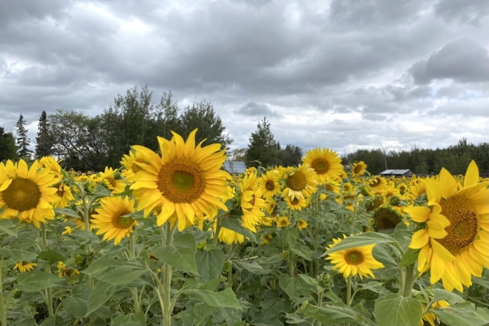 Sunflowers brighten up a cloudy day Sinead O'Neill