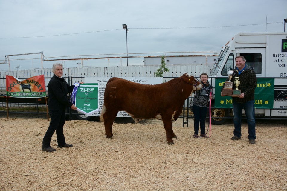 The Westlock District Grand Champion Steer for 2022, shown by Haisley Sonnenberg of the Double Diamond 4-H Multi Club at the June 6 Achievement Day Show and Sale. Presenting the Grand Champion banner sponsored by Berry BPI Agriculture is Key Leader Bertha Kasbohm, left, while Matthew Lee awarded her the Bank of Montreal trophy. 