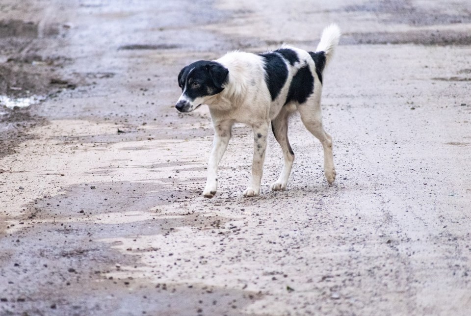 stray-dog-6709012_1280