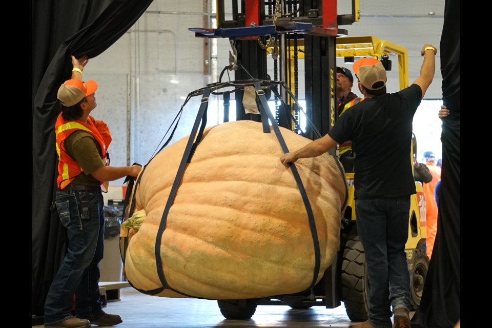 Crews's biggest exhibition gourd was brought out from behind the curtain shroud to ooh's and ahh's and holy cow's! from audience members as crews were unsure if the forklift and pumpkin would fit.                               