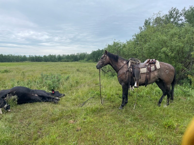 Rodeo events are based on day to day activities on an Alberta ranch handled by Alberta cowboys - the rodeo matches these cowboys against each other to see who can do it best and in the shortest amount of time.