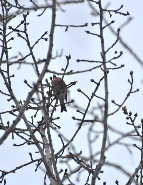 One of the many birds viewed during the recent Athabasca Christmas Bird Count.