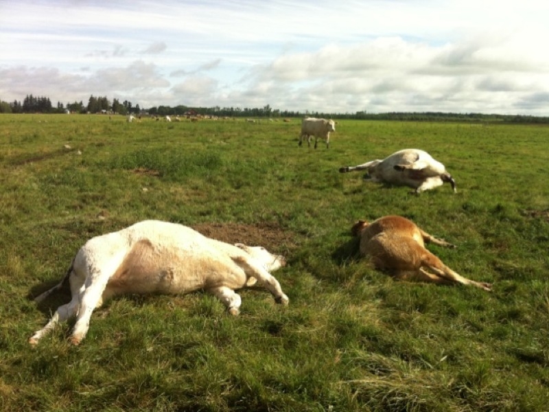 Cattle deaths attributed to lightning strike 