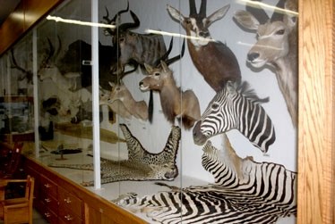 Animal magic: The collection of animal trophies and skins, donated by the family of Barrhead resident Albert Werner in 1999, a year before his death.