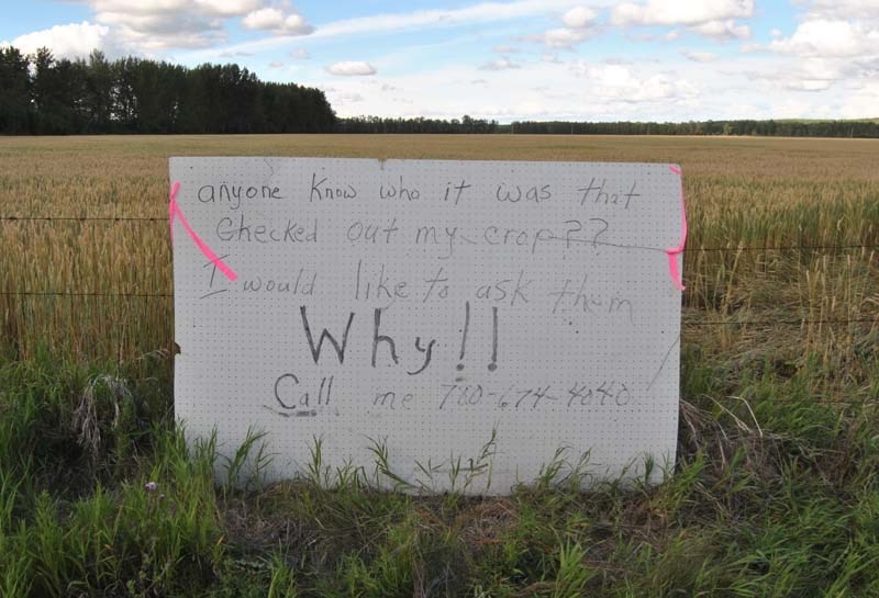 Stan Dezaeyer has put up a sign asking anyone who knows who trampled a pathway in his crop of wheat to give him a call. Dezaeyer believes the culprits are tubers from the