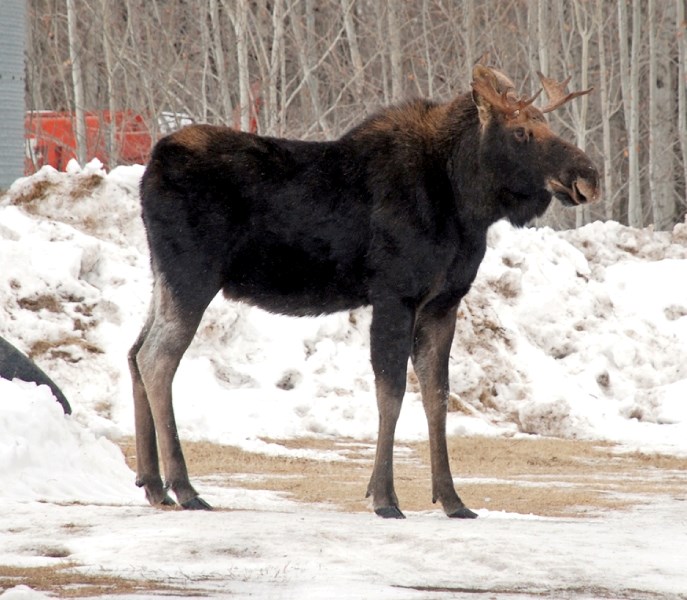 This is the young two-year-old bull moose in the yard at the Dunford farm at Dapp the morning of Jan. 29. Later in the day, the animal was a short distance from this when he