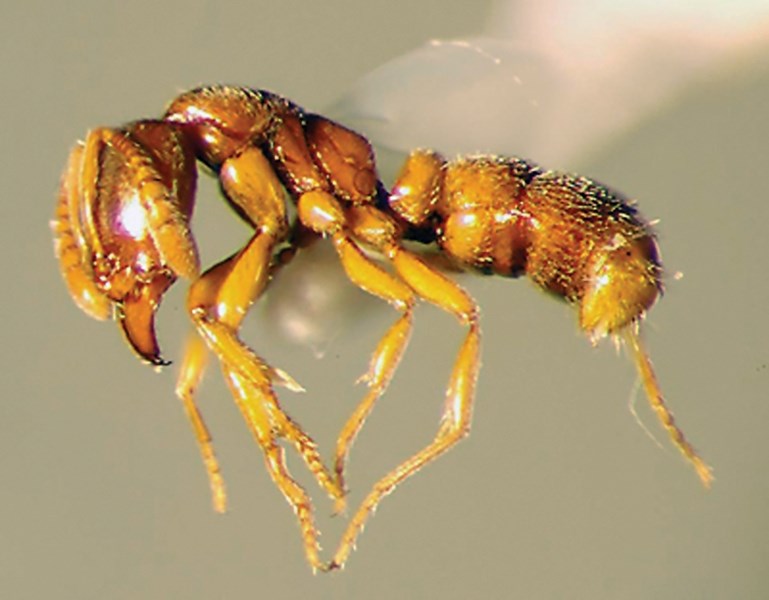 This specimen is the first ponerine ant described in Canada. It was found in a Westlock apartment building as part of an annual winter bug count.