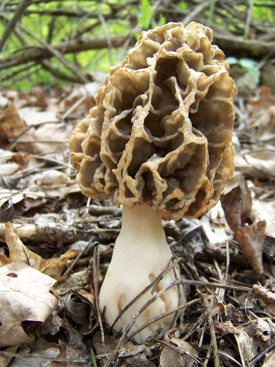 morchella-vulgaris-vm